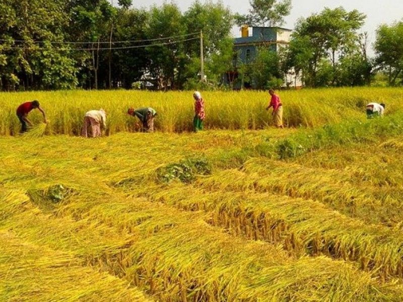 चितवनमा धान उत्पादन घट्यो